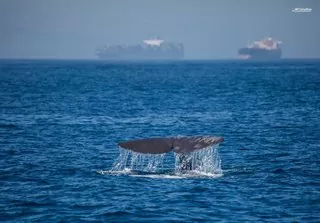 avistamiento ballenas tarifa
